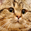 wow waw's avatar